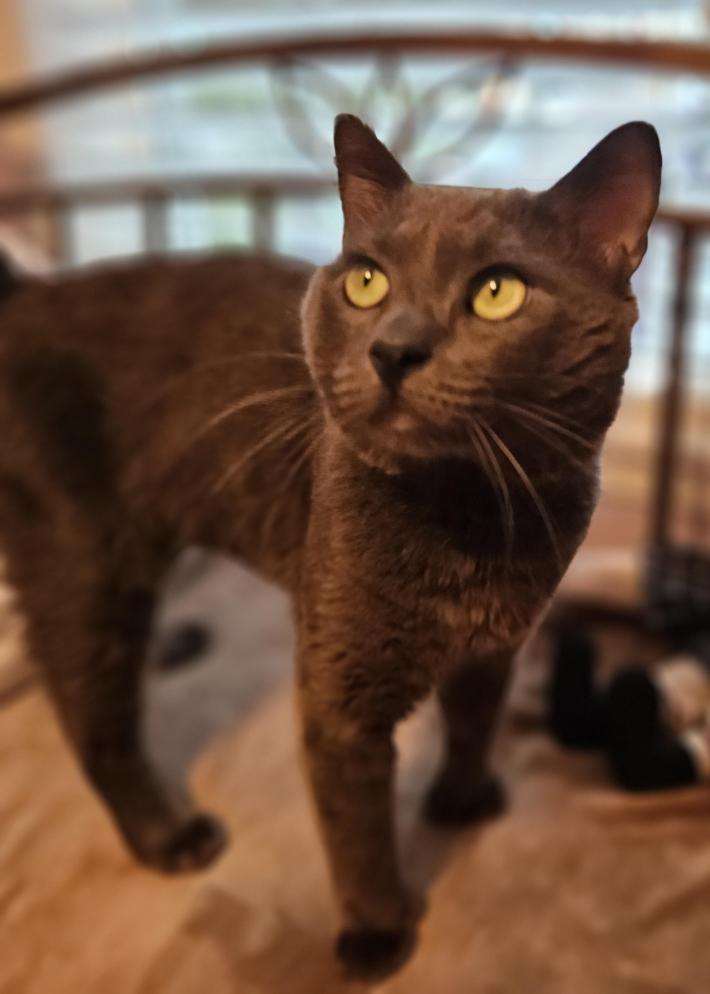 Enlarge Kirby-LAP CAT!, an adoptable mixed breed in Southington, CT image 2/5