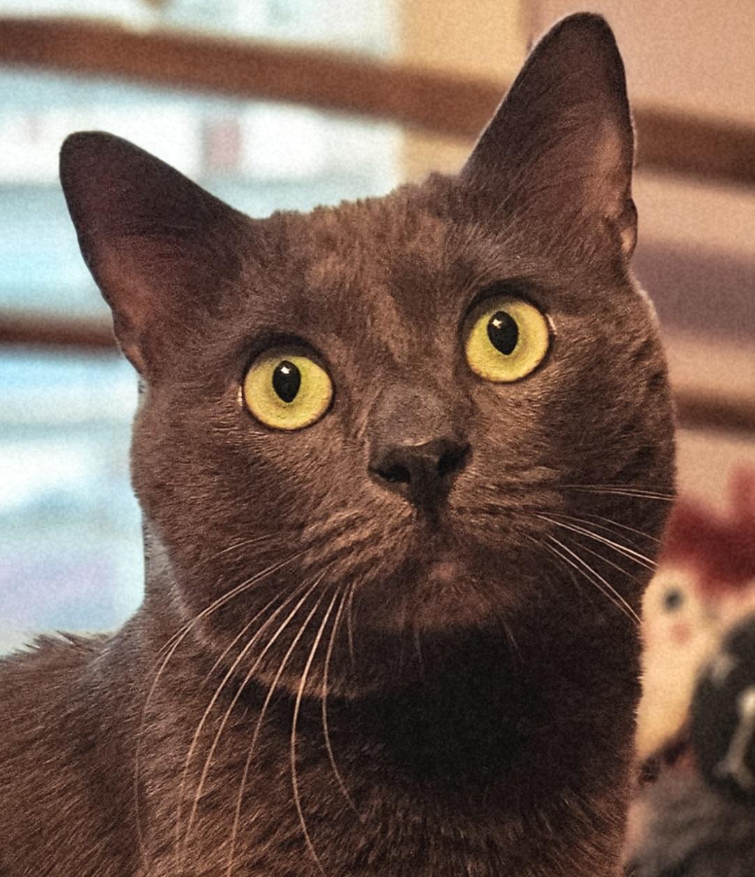Kirby-LAP CAT!, adoptable, Adult Male Extra-Toes Cat / Hemingway Polydactyl & Russian Blue.