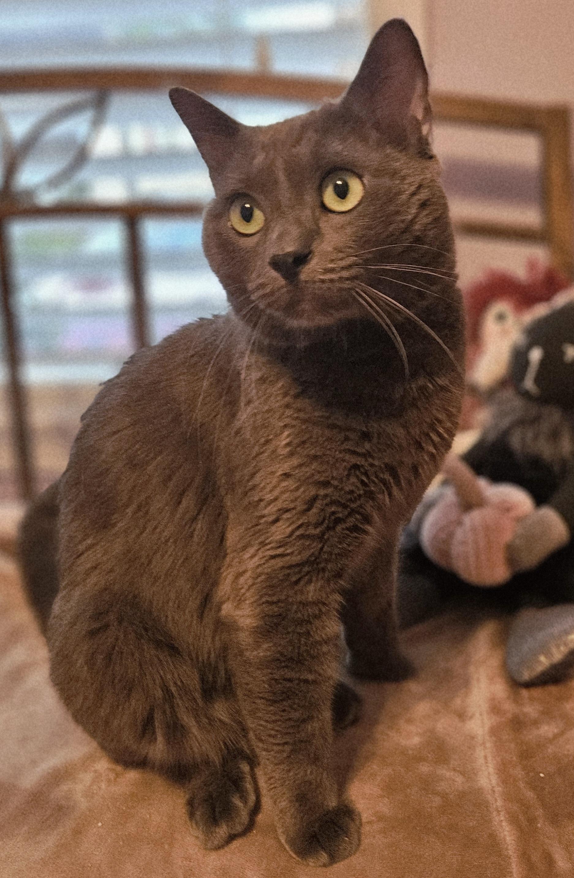 Enlarge Kirby-LAP CAT!, an adoptable mixed breed in Southington, CT image 4/5