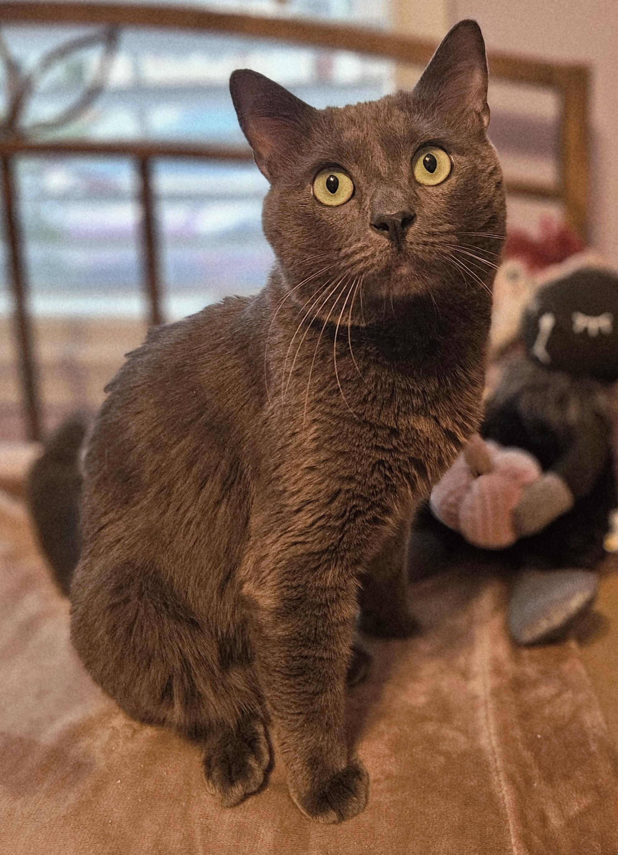 Enlarge Kirby-LAP CAT!, an adoptable mixed breed in Southington, CT image 3/5