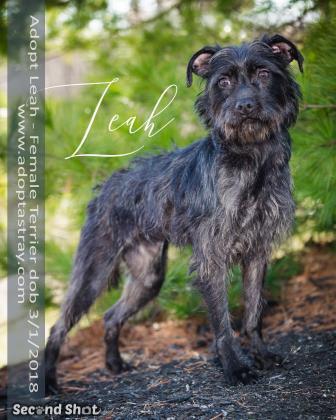 Leah, Adoptable, Adult Female Terrier.