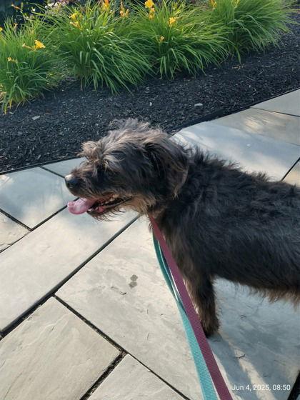 Leah, a Adoptable Terrier in Newport, KY image 2/3