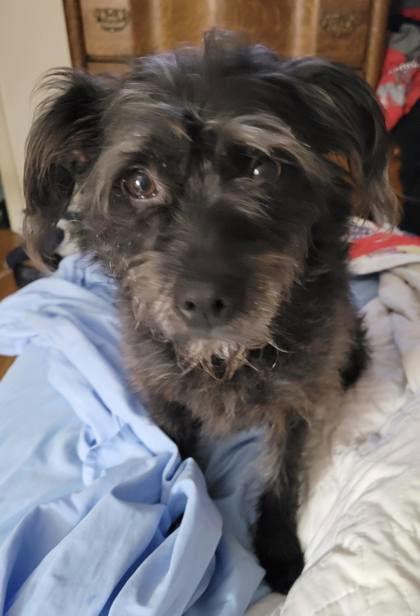 Leah, a Adoptable Terrier in Newport, KY image 3/3