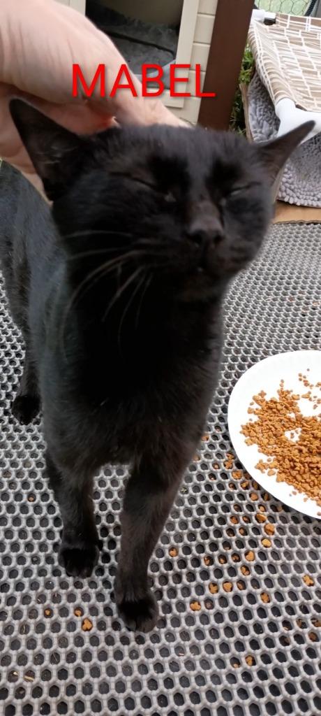 Mabel, Adoptable, Young Female Domestic Short Hair.