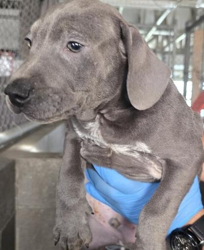 BENNY, Adoptable, Puppy Male Mixed Breed.