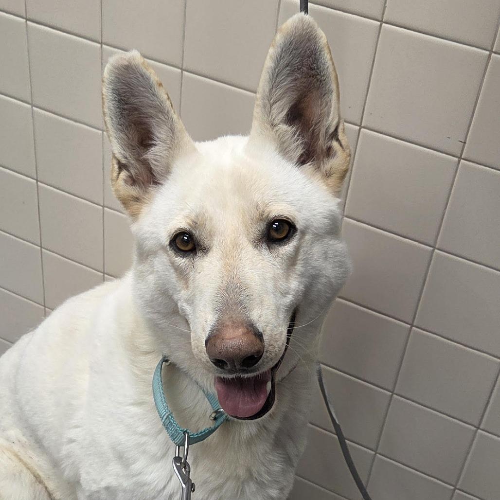 Zaida fka zoey, Adoptable, Adult Female White German Shepherd.