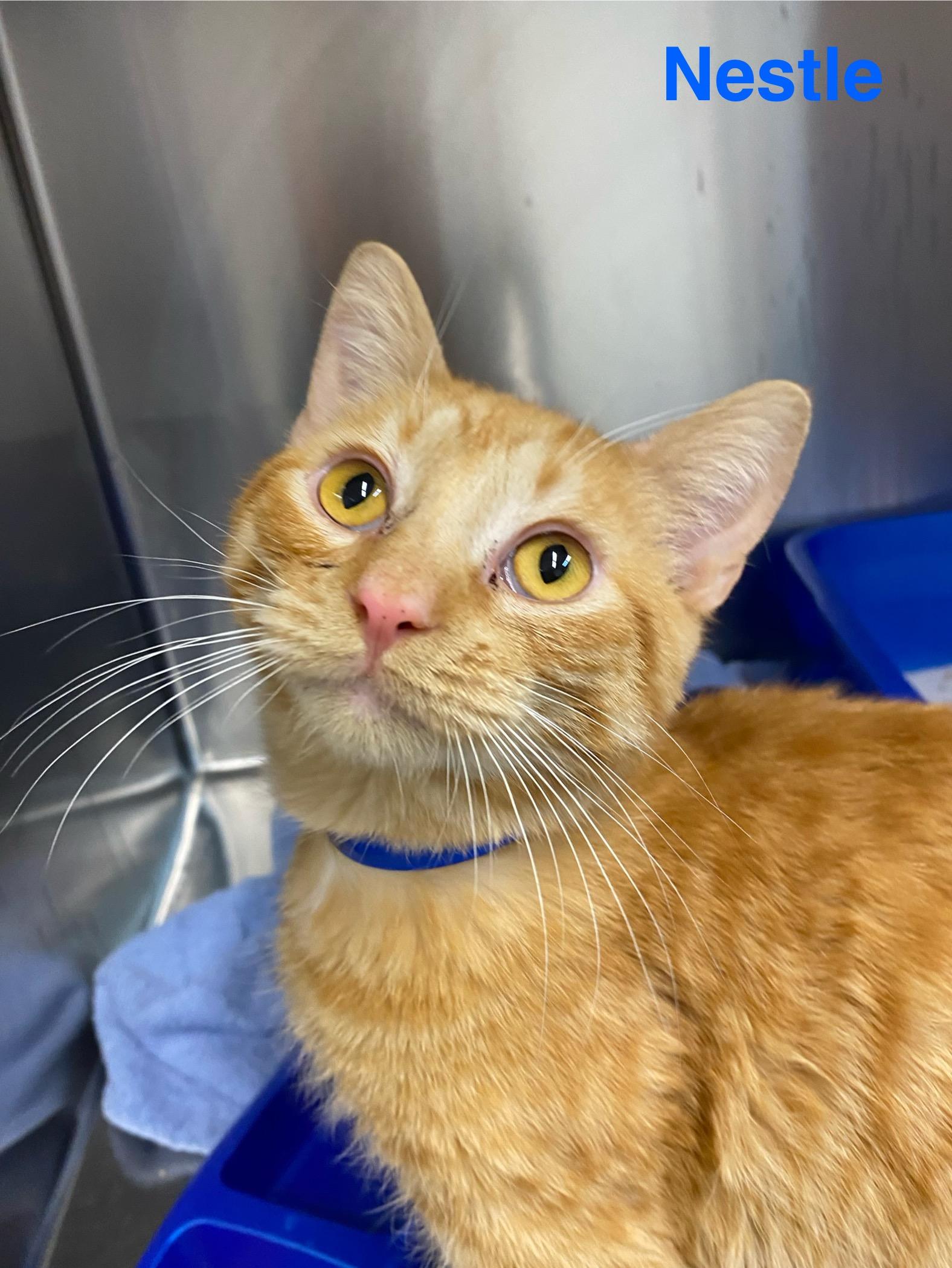 Nestle, a ADOPTABLE Tabby in Las Vegas, NV image 2/2