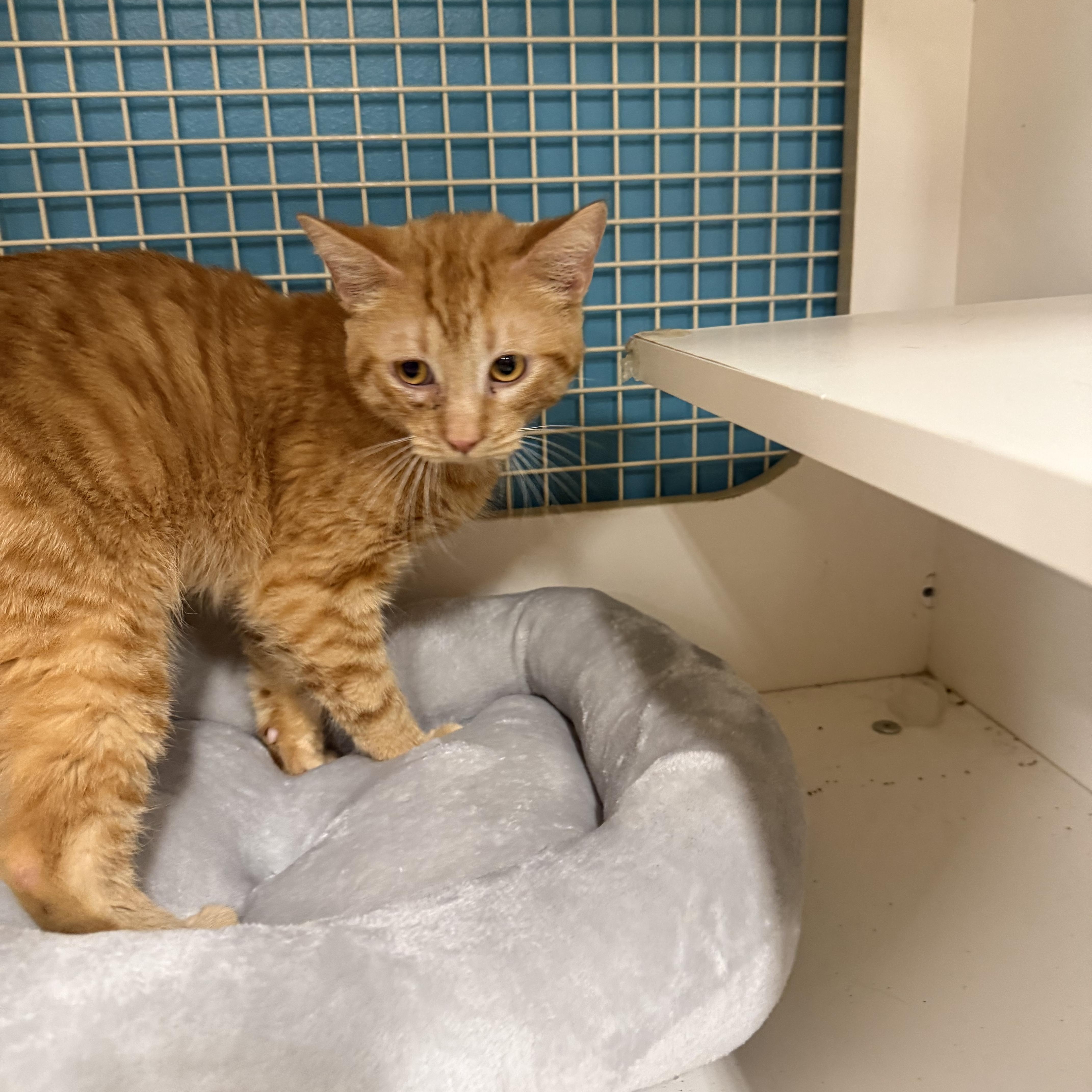 Nestle, a ADOPTABLE Tabby in Las Vegas, NV image 1/2