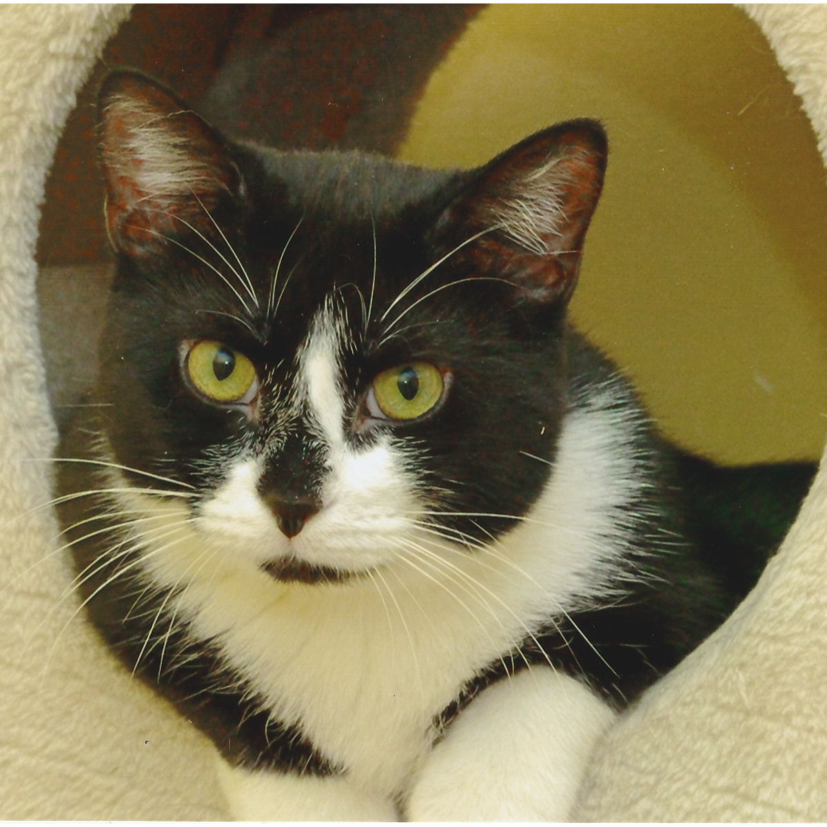 Boomer, a Adoptable Domestic Short Hair in Arlington Heights, IL image 1/3
