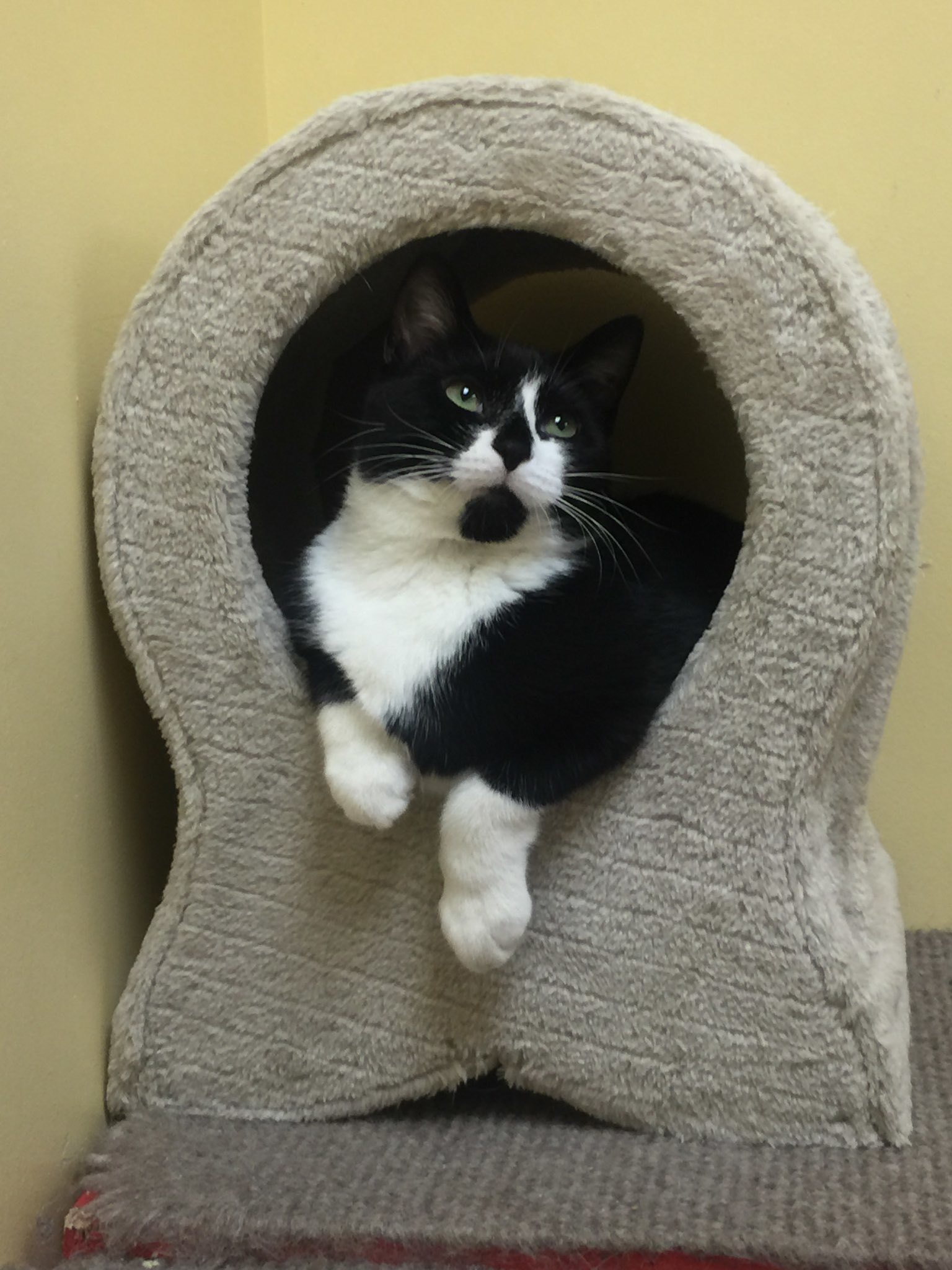 Boomer, a Adoptable Domestic Short Hair in Arlington Heights, IL image 2/3