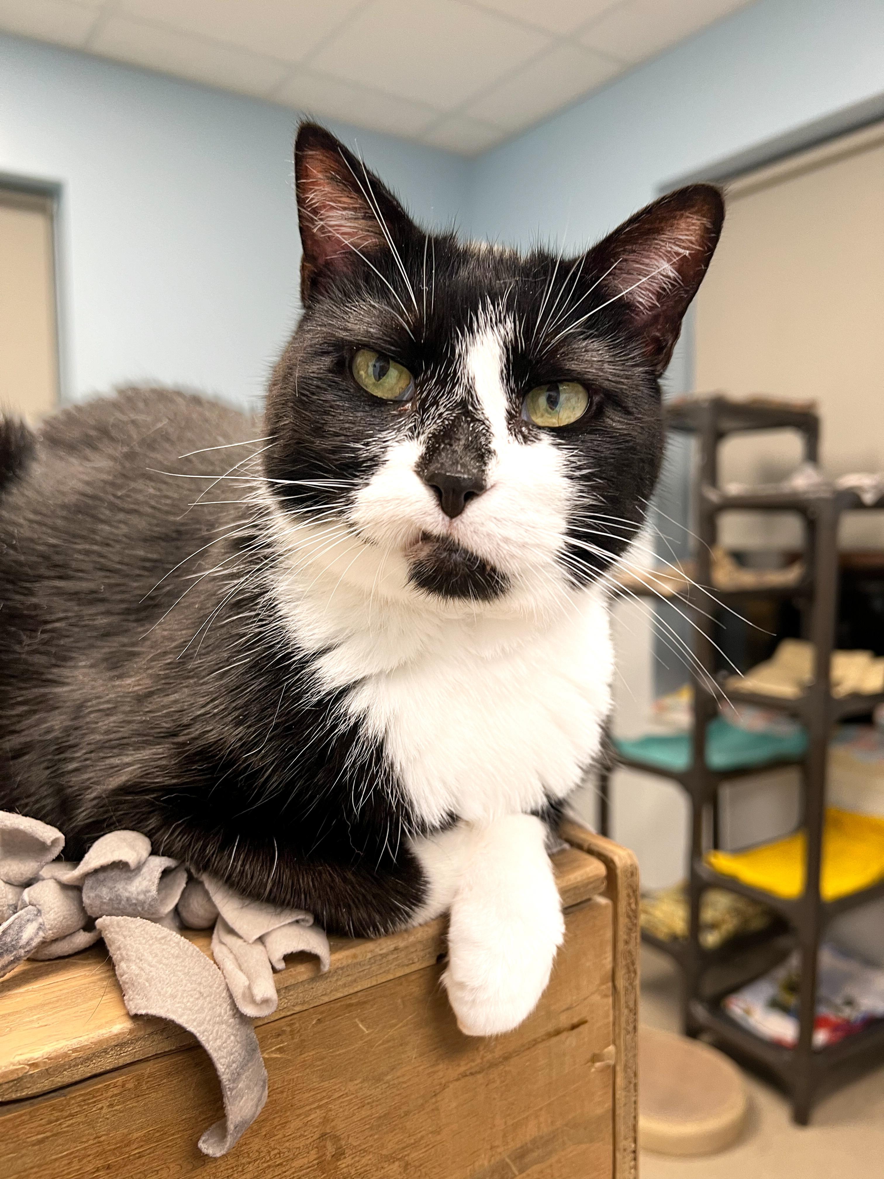 Boomer, a Adoptable Domestic Short Hair in Arlington Heights, IL image 3/3