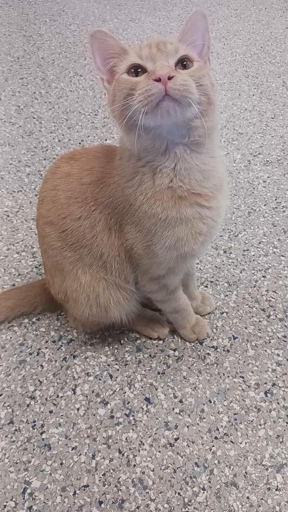 Alex, Adoptable, Young Male Domestic Short Hair.