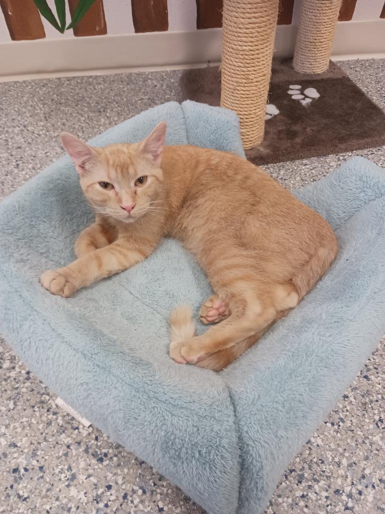 Enlarge Alex, a Adoptable mixed breed in Prairie du Chien, WI image 2/2