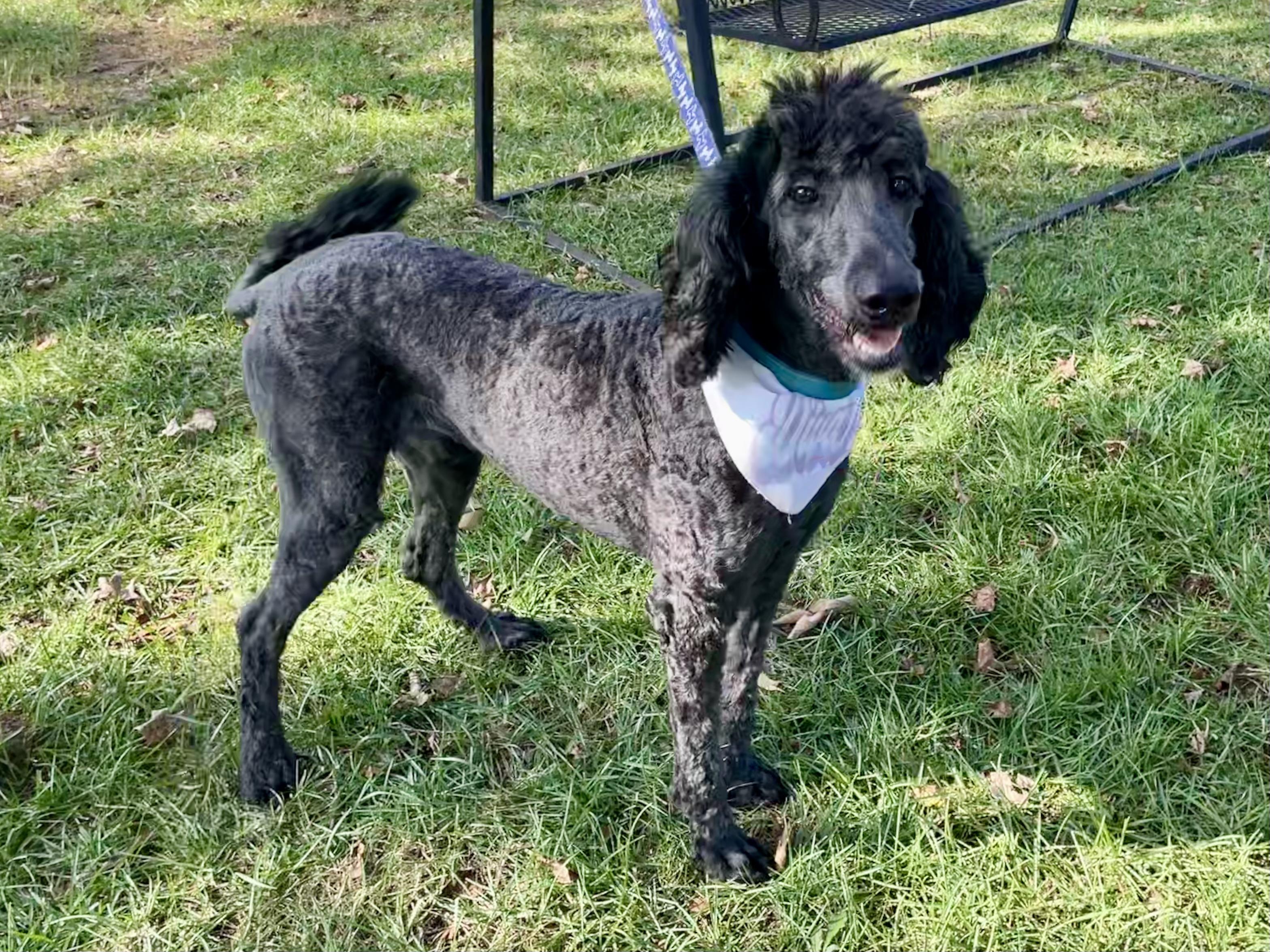 Enlarge Fancy Nancy in Texarkana TX, a Adopted Standard Poodle in Texarkana, TX image 1/5