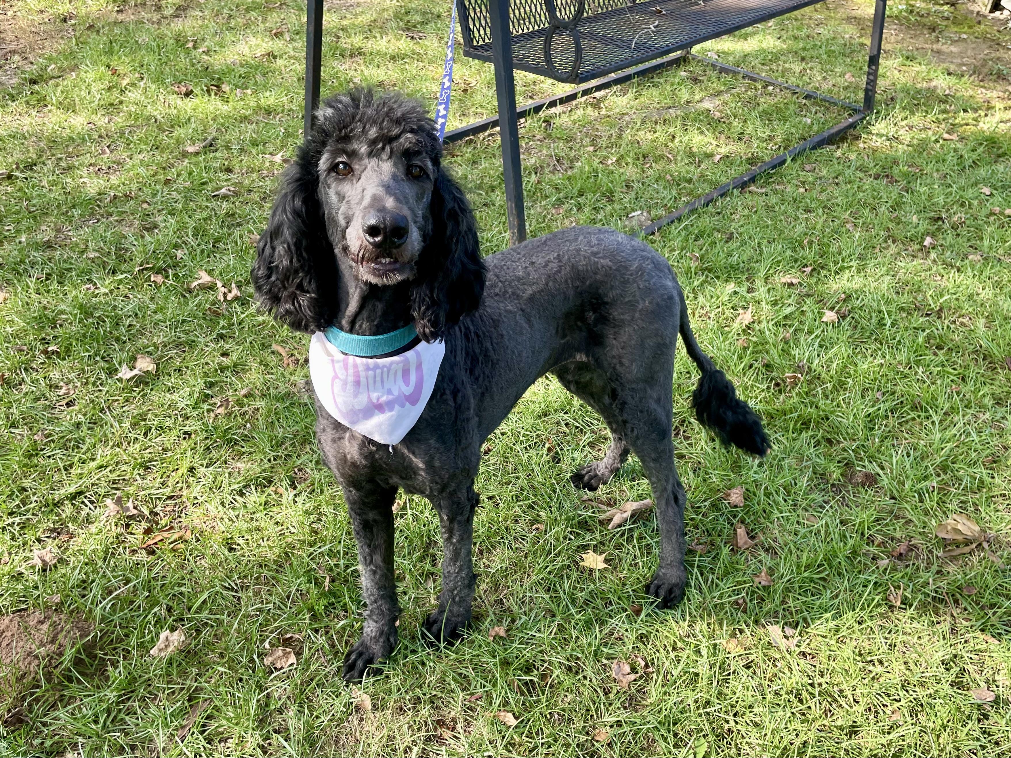 Enlarge Fancy Nancy in Texarkana TX, a Adopted Standard Poodle in Texarkana, TX image 2/5