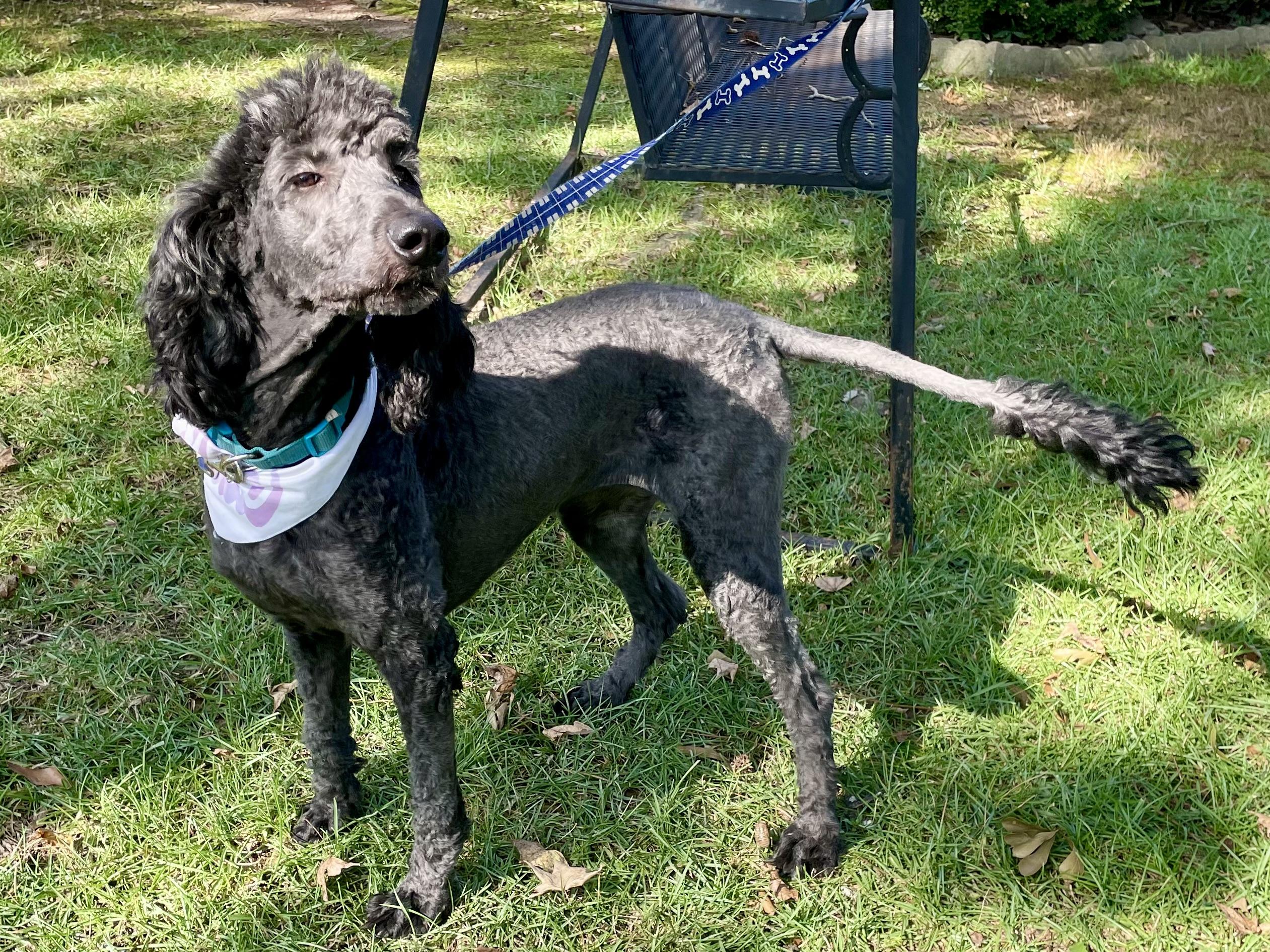 Enlarge Fancy Nancy in Texarkana TX, a Adopted Standard Poodle in Texarkana, TX image 3/5