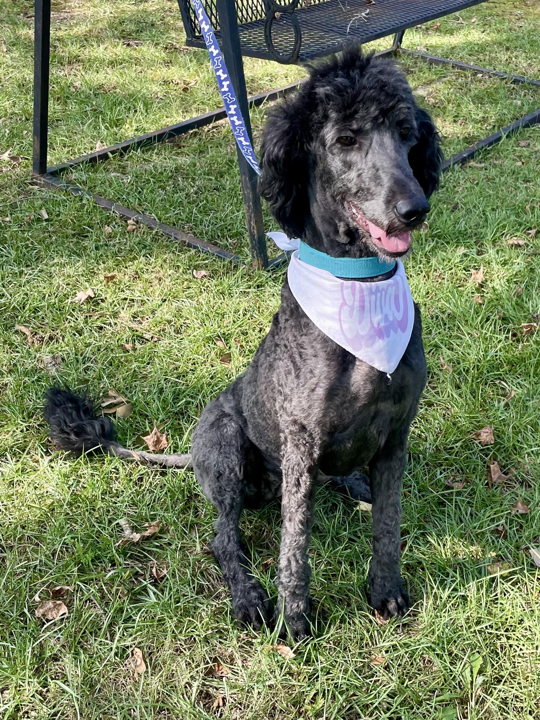 Enlarge Fancy Nancy in Texarkana TX, a Adopted Standard Poodle in Texarkana, TX image 4/5