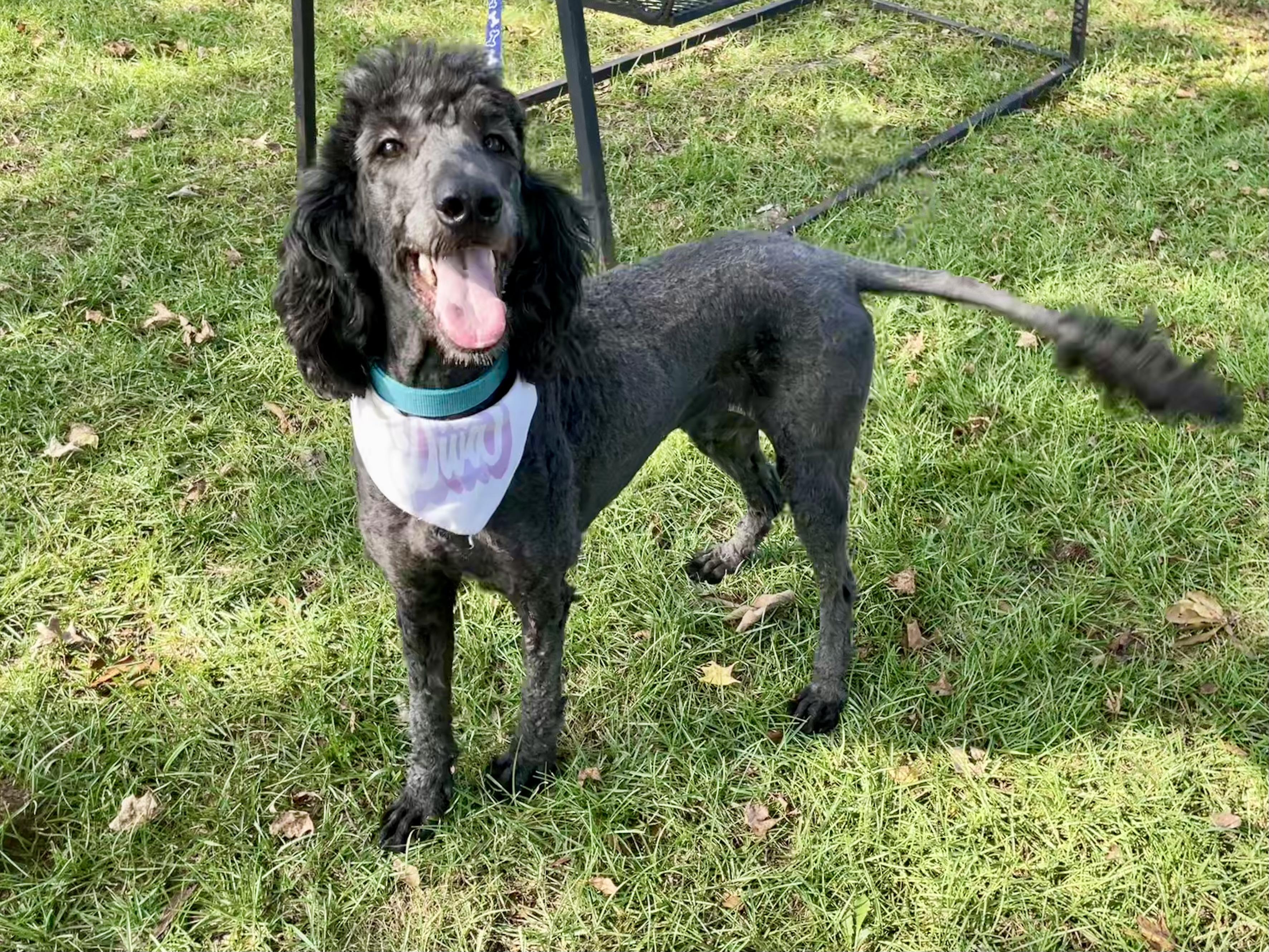 Enlarge Fancy Nancy in Texarkana TX, a Adopted Standard Poodle in Texarkana, TX image 5/5