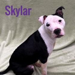 Enlarge Skylar, an adopted Mixed Breed in Pleasantville, NJ image 1/1