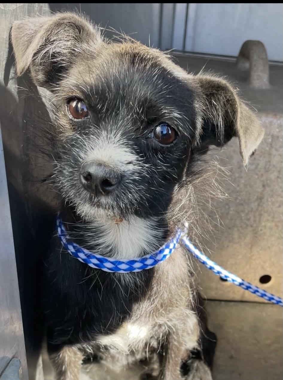 Jazzy, Adopted, Young Female Terrier.