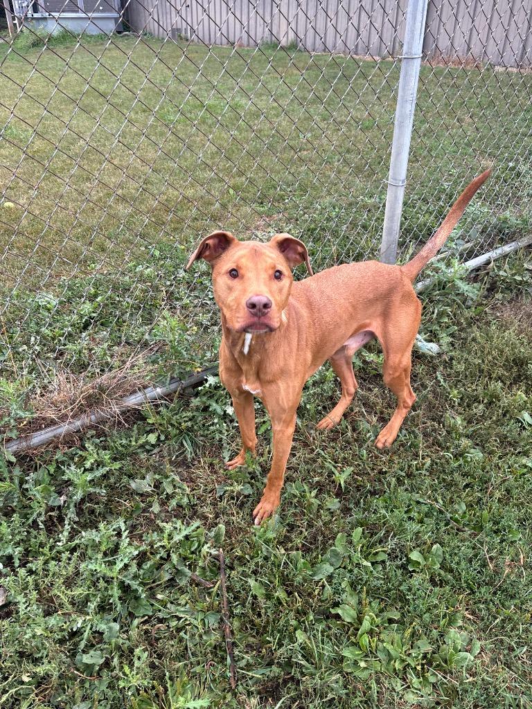 Enlarge Rocky, a Adopted mixed breed in Findlay, OH image 1/3