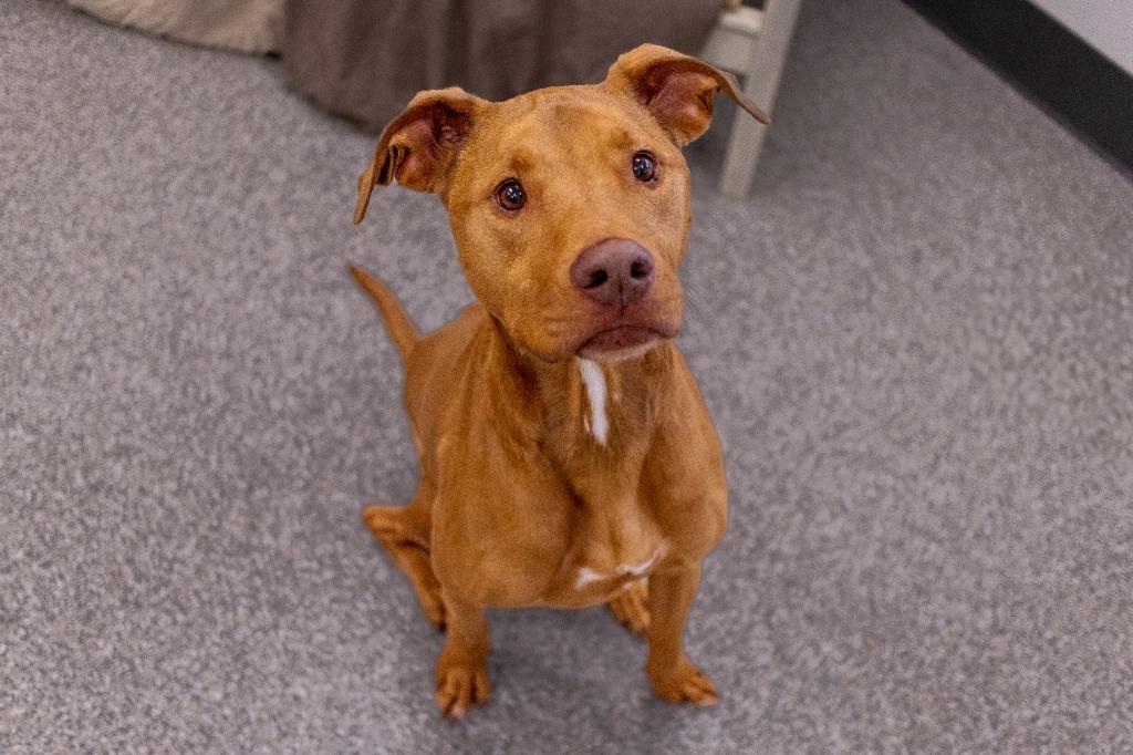 Enlarge Rocky, a Adopted mixed breed in Findlay, OH image 2/3