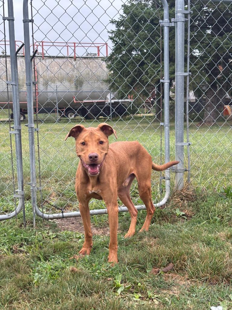 Enlarge Rocky, a Adopted mixed breed in Findlay, OH image 3/3