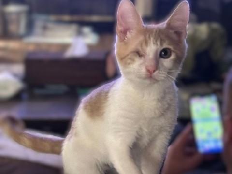 MIKE, Adoptable, Kitten Male Domestic Short Hair.