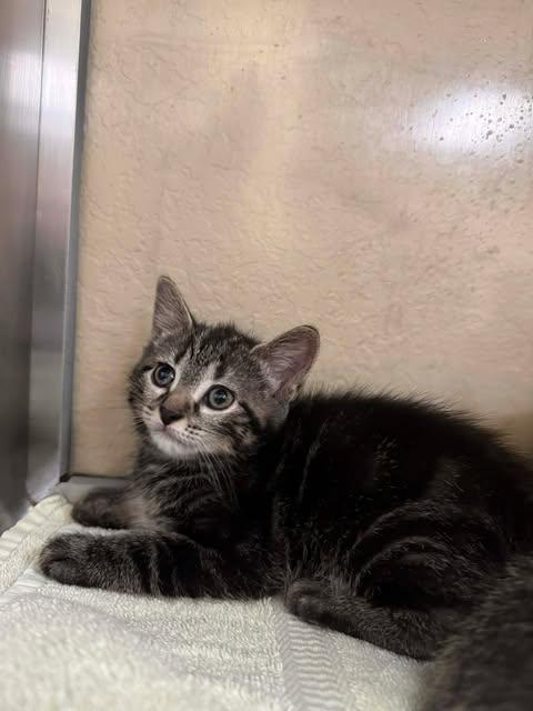 INKY, Adoptable, Kitten Female Domestic Short Hair.