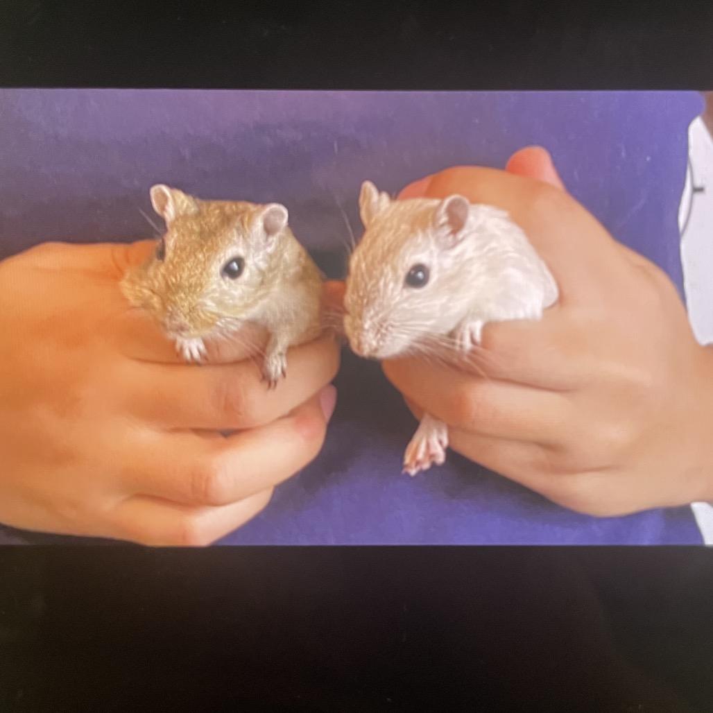 Chip, Adoptable, Adult Female Gerbil.