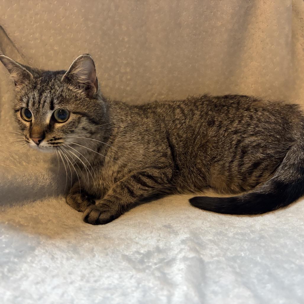 Enlarge Cinnamon, a Adoptable Domestic Short Hair in La Grange, KY image 1/6