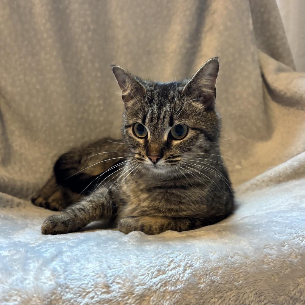 Enlarge Cinnamon, a Adoptable Domestic Short Hair in La Grange, KY image 2/6