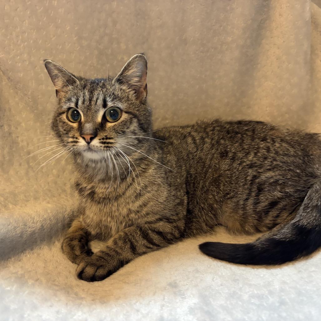 Enlarge Cinnamon, a Adoptable Domestic Short Hair in La Grange, KY image 3/6