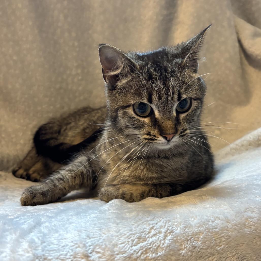 Enlarge Cinnamon, a Adoptable Domestic Short Hair in La Grange, KY image 4/6