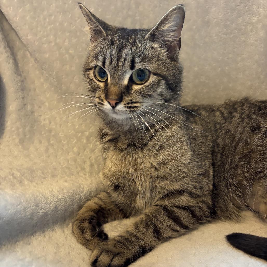 Enlarge Cinnamon, a Adoptable Domestic Short Hair in La Grange, KY image 5/6