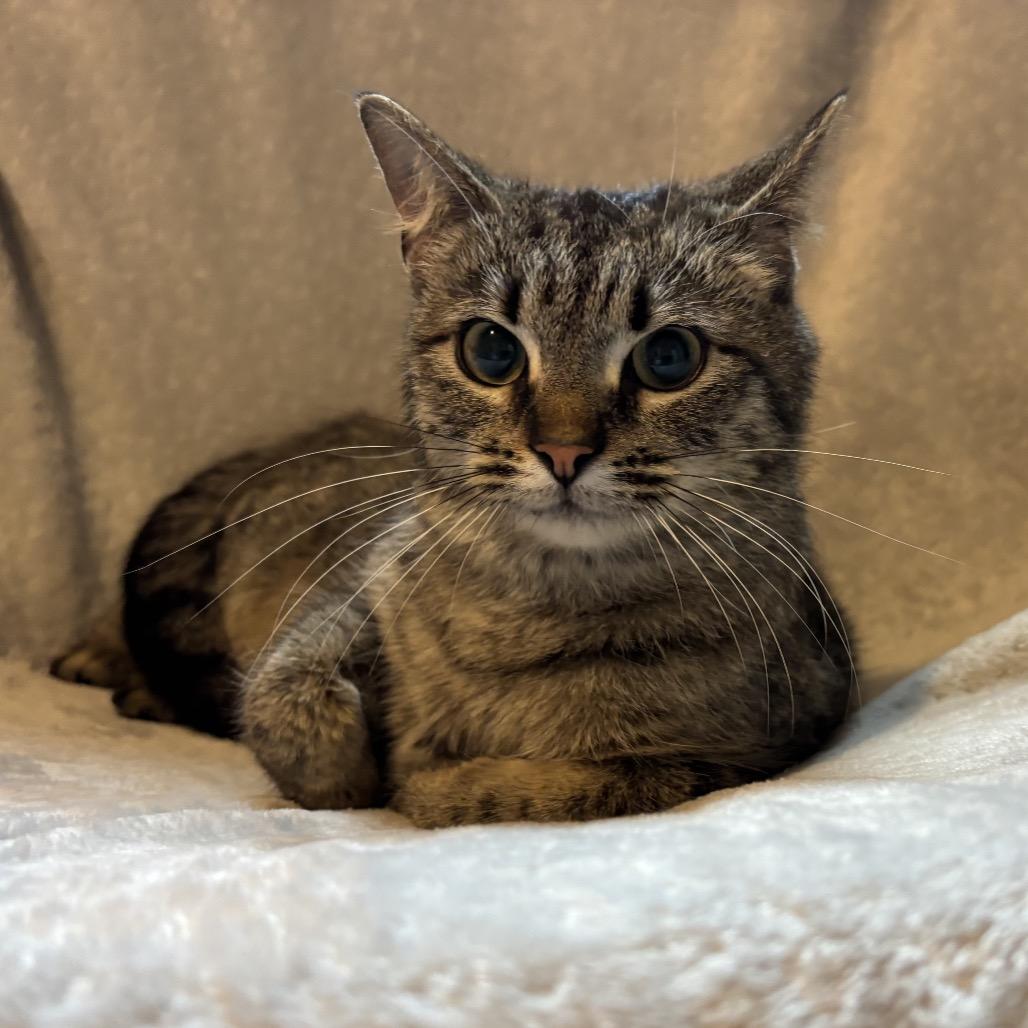 Enlarge Cinnamon, a Adoptable Domestic Short Hair in La Grange, KY image 6/6