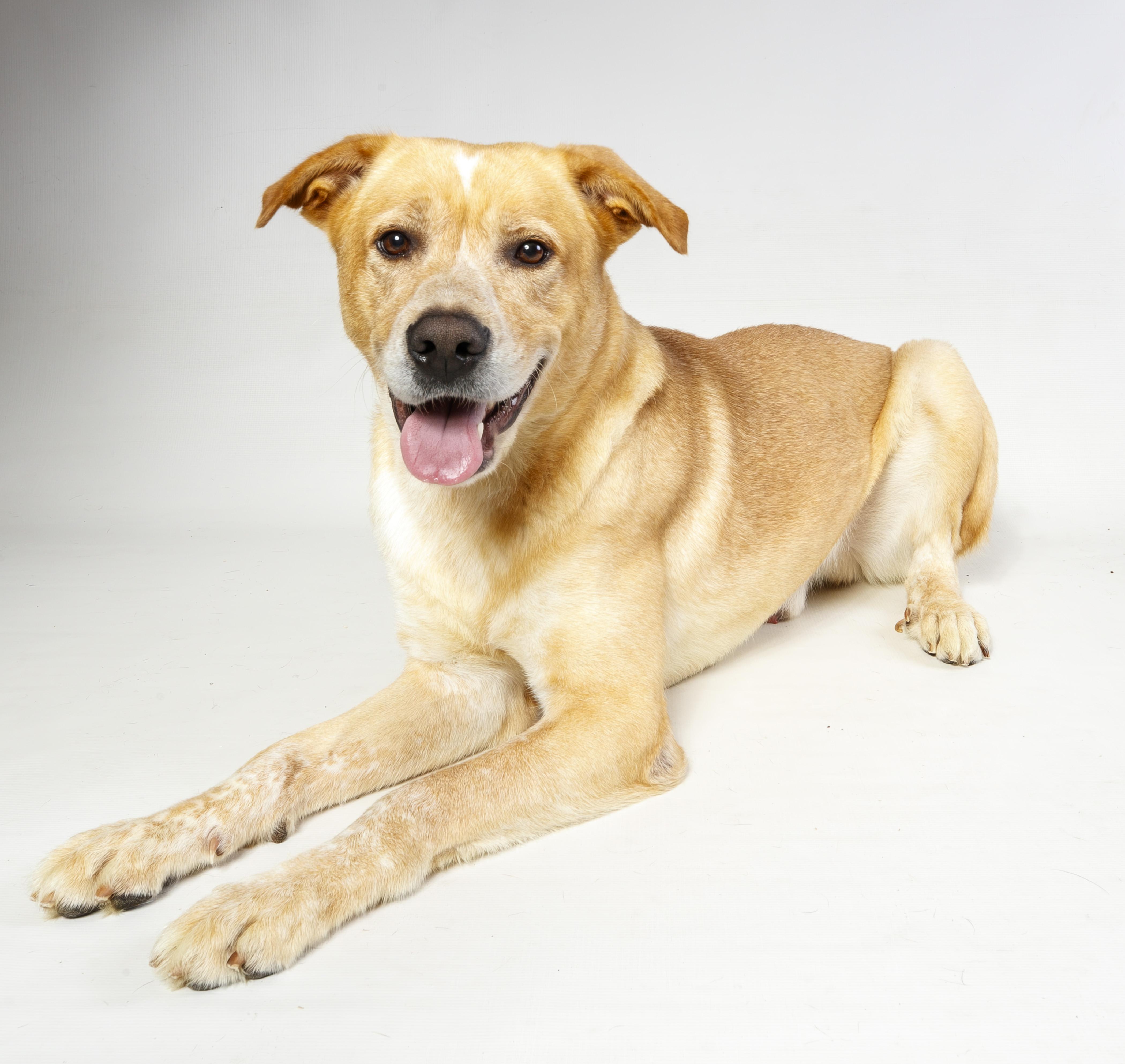 Enlarge Landix, a ADOPTABLE Golden Retriever in Harvey , LA image 1/1
