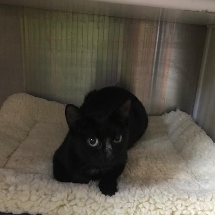 Sabrina, Adoptable, Senior Female Domestic Short Hair.