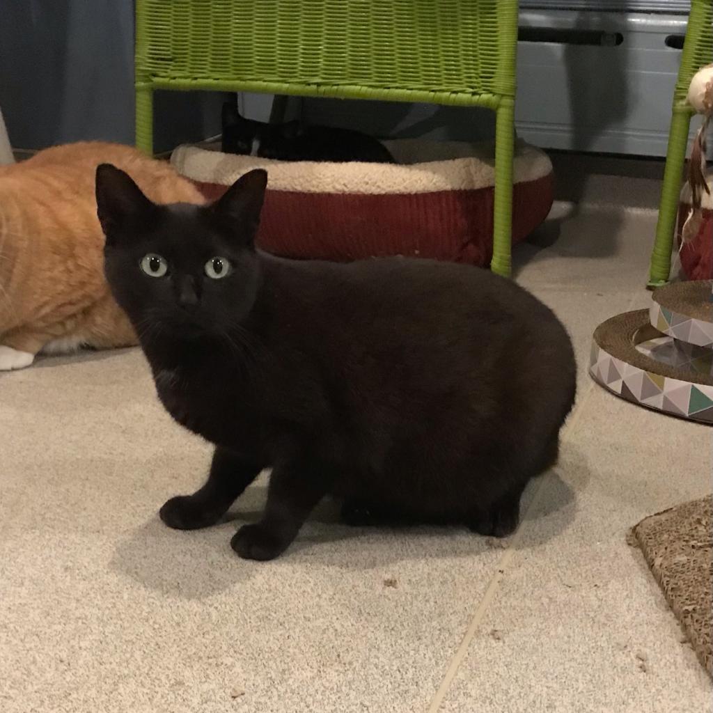 Enlarge Sabrina, a Adoptable Domestic Short Hair in Oyster Bay, NY image 2/2