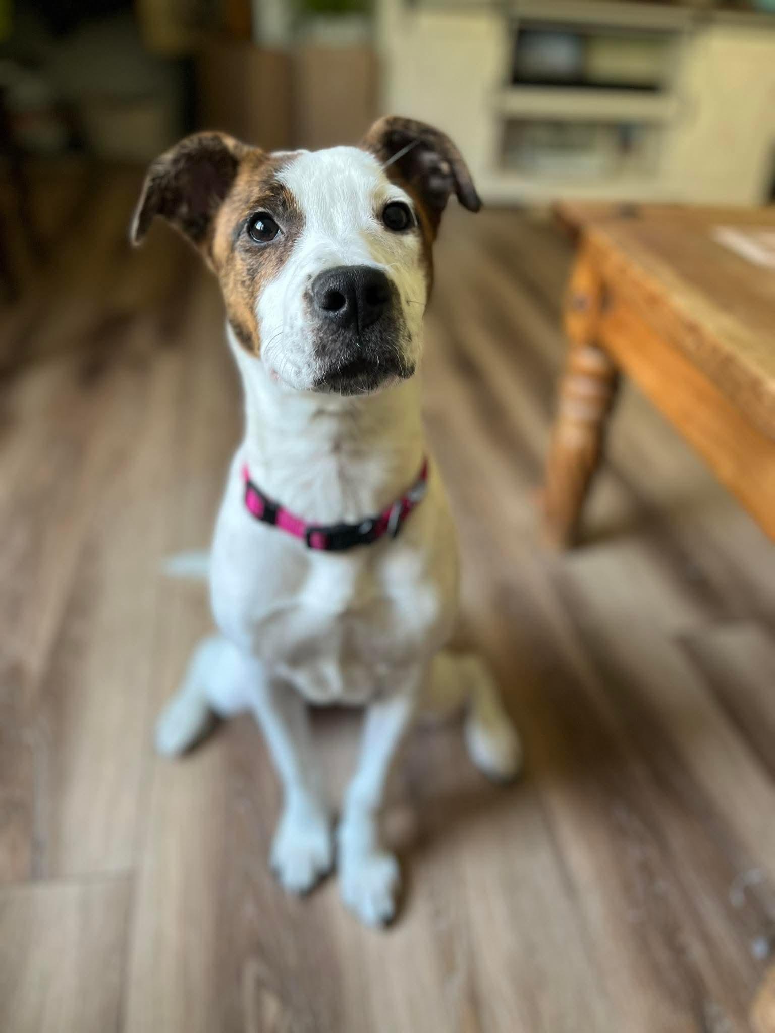 Poppy, ADOPTABLE, Young Female Hound & Pit Bull Terrier.