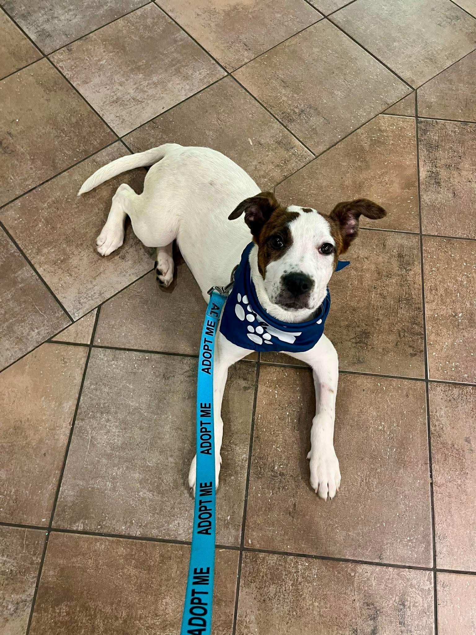 Poppy, a ADOPTABLE mixed breed in Bethlehem, PA image 6/6