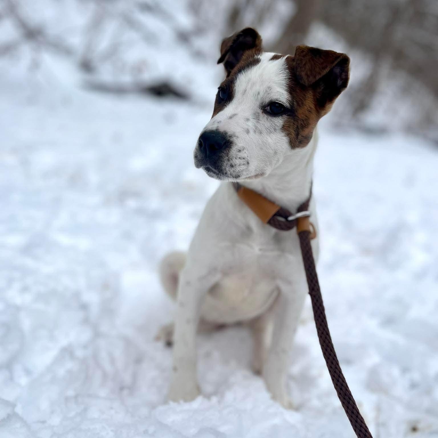 Poppy, a ADOPTABLE mixed breed in Bethlehem, PA image 4/6