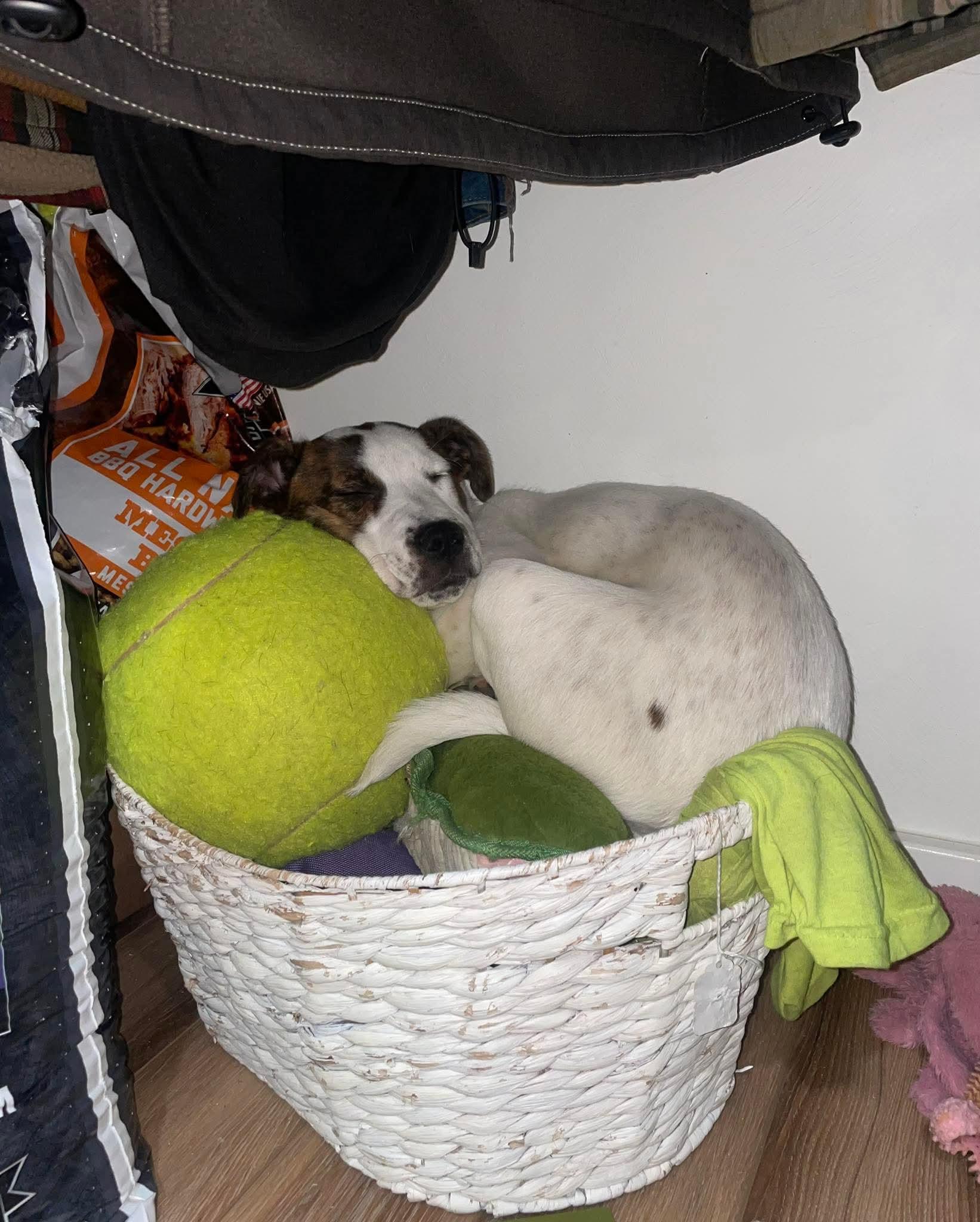 Enlarge Poppy, a ADOPTABLE mixed breed in Bethlehem, PA image 6/6