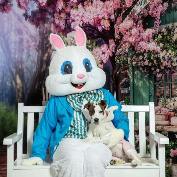 Poppy, a ADOPTABLE mixed breed in Bethlehem, PA image 1/6