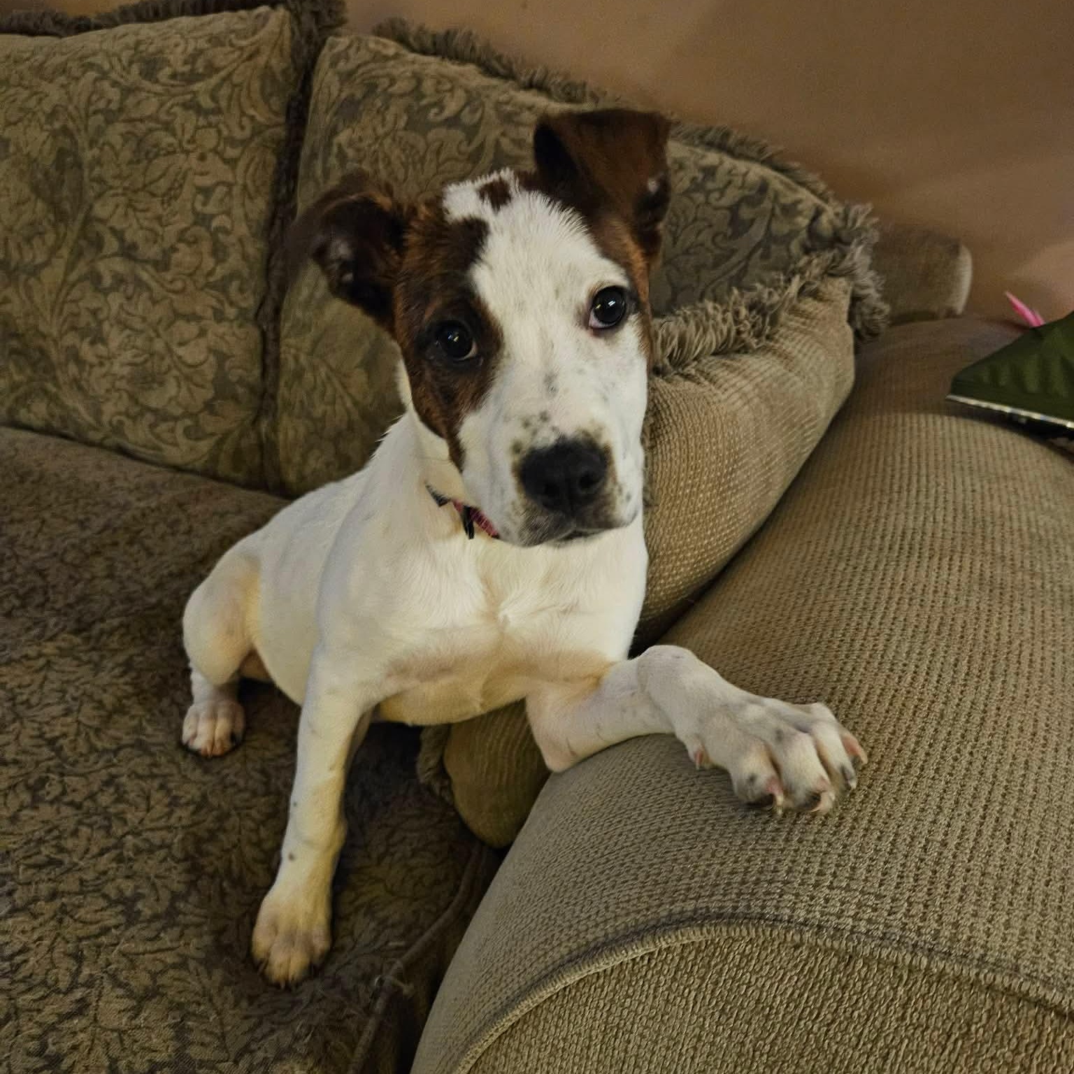 Poppy, a ADOPTABLE mixed breed in Bethlehem, PA image 5/6