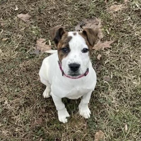 Poppy, a ADOPTABLE mixed breed in Bethlehem, PA image 2/6