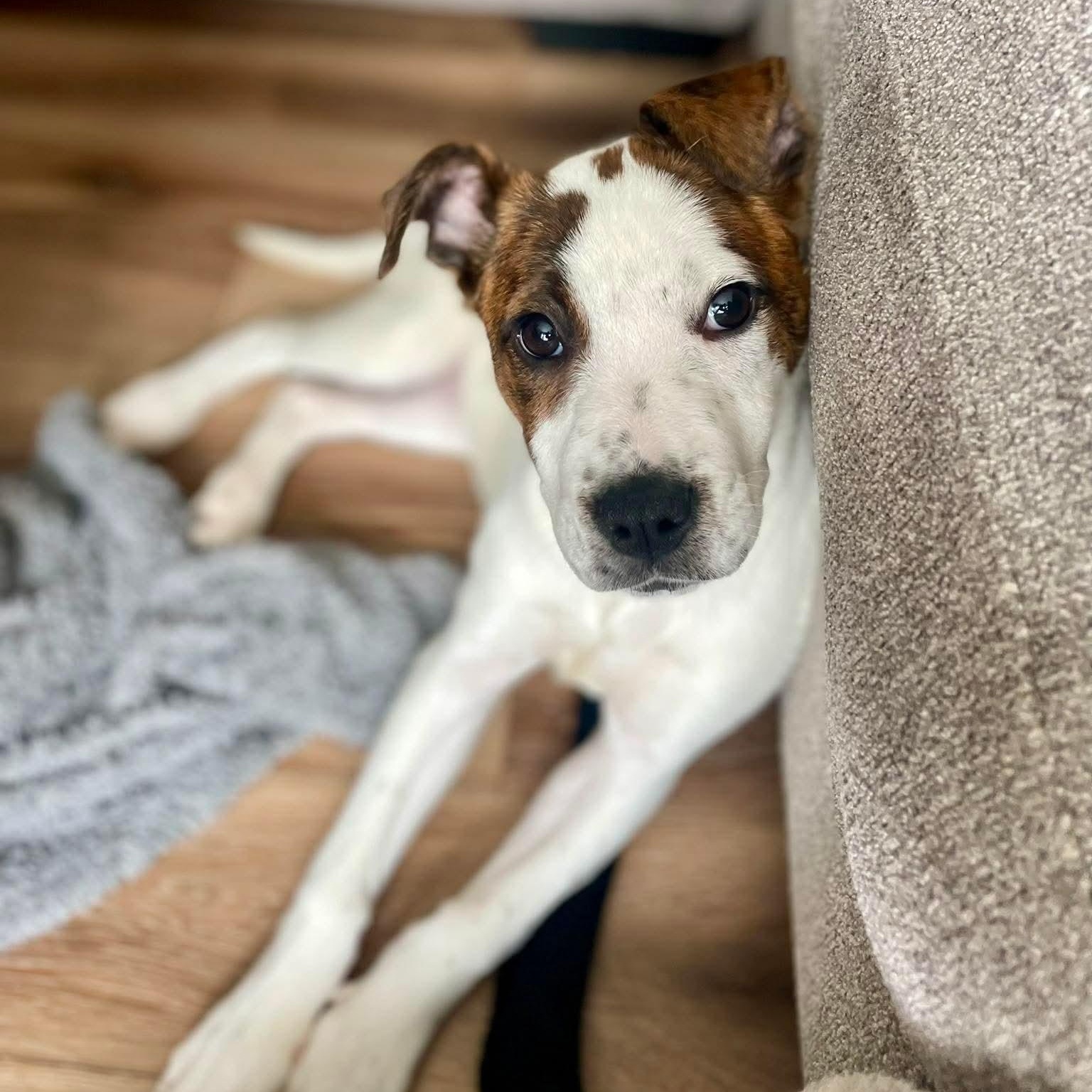 Poppy, a ADOPTABLE mixed breed in Bethlehem, PA image 3/6