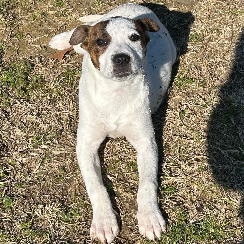 Poppy, ADOPTABLE, Puppy Female Hound & Pit Bull Terrier.