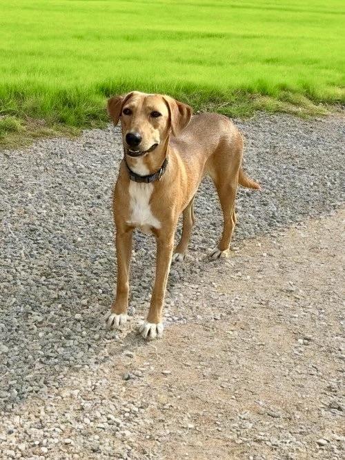 Lenni, adopted, Adult Female Mixed Breed.