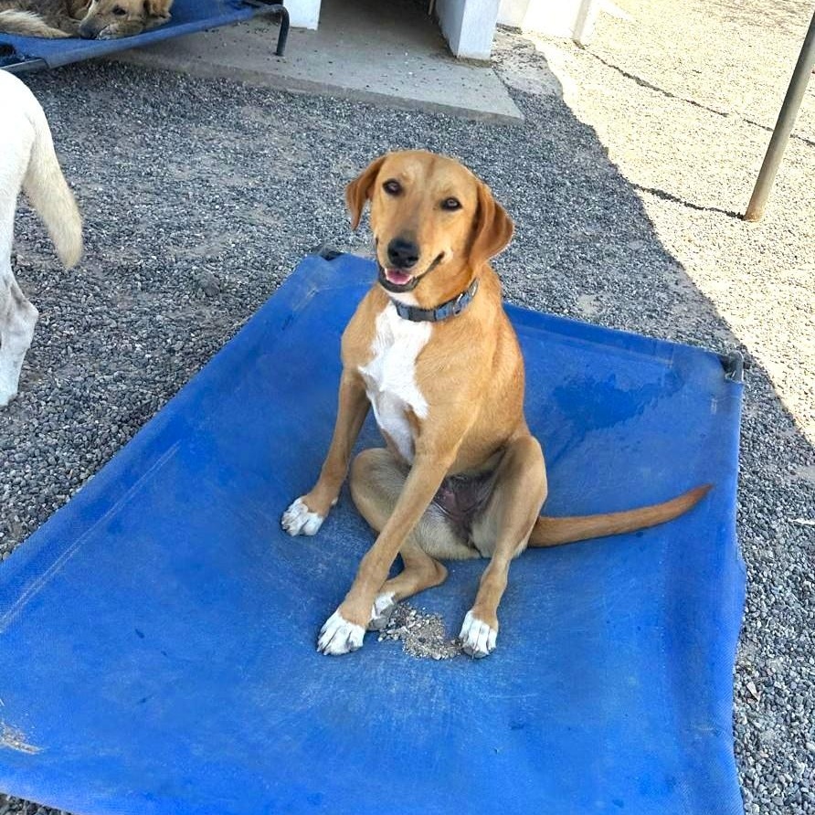 Enlarge Lenni, an adopted Mixed Breed in Victoria, BC image 4/6